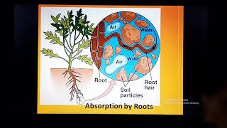 Ch Transportation in Animals and Plants Class 7 [upl. by Kyne]