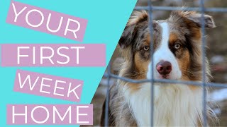 Bringing Home a Rescue Dog 6 Rescue Dog Tips for your First Week Home THE KIND CANINE [upl. by Archle845]