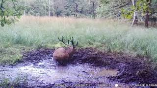 Rykowisko 2024 fotopułapka 🦌 jeleń byk w bobrzysku [upl. by Leese]