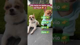 ⚠️NO DESLICES⚠️  chihuahua perros amigochihuahua [upl. by Latimore]