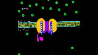 Detailed Animation on Action Potential [upl. by Mackie]