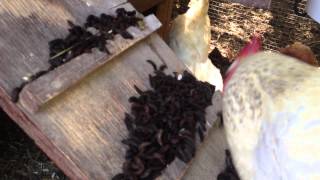 Black Soldier Fly Larvae  Chicken Feed  A record harvest [upl. by Arriec]