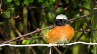 WWT Slimbridge Common Redstart [upl. by Biggs156]