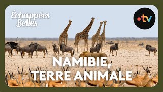 Namibie terre animale  Échappées belles [upl. by Paske686]