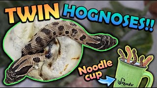 We got TWINS Baby Hognoses Hatching [upl. by Sharron]