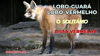 O LOBO GUARÁ Animal Solitário e muito Especial [upl. by Kerekes736]