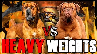 Boerboel vs Dogue de Bordeaux  Dogue de Bordeaux vs Boerboel  Powerful Guard Dog  Billa Boyka [upl. by Mill]