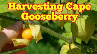 October Cape Gooseberry Harvest [upl. by Ahsenid]