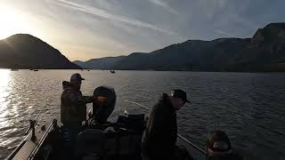 Trolling for Spring Kings at Wind River with Guide Nic Norbeck  Prolite Fishing amp 360 Flashers [upl. by Legyn]