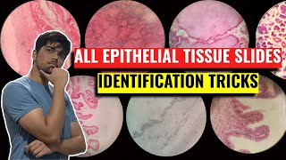 All Epithelial Tissue Identification Tricks  Anatomy Practicals Histology  1st Year MBBS IOM TU [upl. by Salomo438]