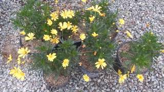 GROOVY YELLOW DAISY FLOWERS EURYOPS ARIZONA WINTER BLOOMS POTTED PLANTS [upl. by Ytirehc697]