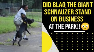 Blaq The Giant Schnauzer Stood On Business At The Park Protection Training [upl. by Macmullin808]