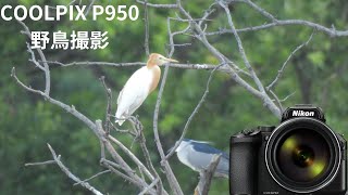 【カメラ初心者による】Nikon COOLPIX P950で野鳥撮影 part12 [upl. by Circosta]