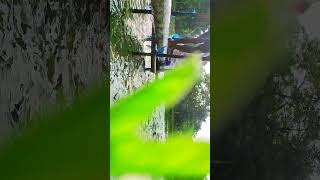 Fish farming shorts video viralshorts [upl. by Nickerson]