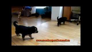 Les chiots berger allemand a Harley et Lady 12 Janvier 2013 [upl. by Ailerua535]