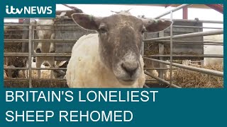 Britains loneliest sheep rescued after being stranded on cliff for two years  ITV News [upl. by Puduns]