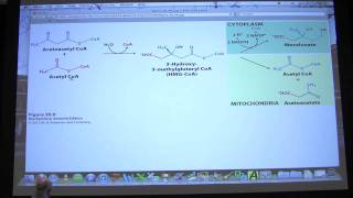 35 Biochemistry Phosphoglycerides Cholesterol Steroids Lecture for Kevin Aherns BB 451551 [upl. by Nellak]