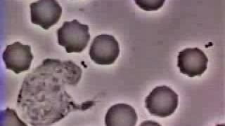 Crawling Neutrophil chasing bacterium Fagocitando bacteria [upl. by Oicapot]