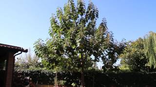 paulownia cotevisa 2 ornamental tree [upl. by Bortman301]