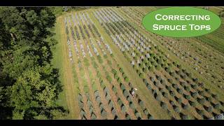 Behind the Scenes Pruning Spruce Tops on a Christmas Tree Farm [upl. by Ikkim657]