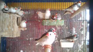 Small size zebra finches [upl. by Rosner880]