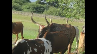 Sacred Cows of Ovawambo [upl. by Sudhir]