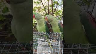 Male Female Raw Parrot Natural voice Part 4 [upl. by Bodkin768]