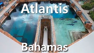 The Cove At Atlantis Bahamas Luxurious Beachside Hotel [upl. by Aramac]