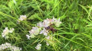 Narrow leaved mountain mint Pycnanthemum tenuifolium [upl. by Orna]