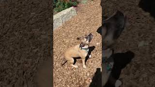 Why is this dog yelping dog doglover dogtraining shortvideo pet [upl. by Llerrom]