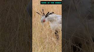 Meet the Majestic Secretarybird Africas Unique Predator [upl. by Ashok]