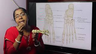 Lecture On Skeleton Of The Foot [upl. by Salaidh]