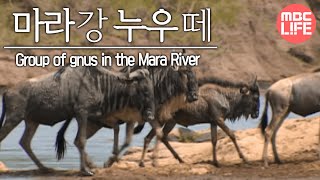 Group of gnus in the Mara River  Wildlife in Serengeti EP02 07 마라강가 누우떼 [upl. by Sarita]