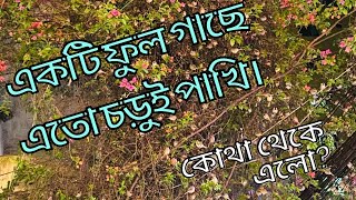 একটি ফুল গাছে অসংখ চড়ুই পাখি  হটাৎ করে এতো পাখি  Daily Vlog By Raj [upl. by Iek]