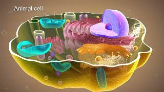 Plasma membrane  Fundamentals of Biology [upl. by Amieva]