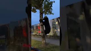 Bear roams streets and climbs tree in Port Coquitlam Canada [upl. by Eanar]