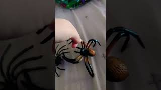 Wolf spider vs brown huntsmen spider [upl. by Aehtela524]