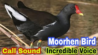 Moorhen bird call sound  Incredible voice common moorhen birds  New moorhen birds call sound [upl. by Elnore404]