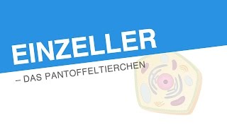 EINZELLER – DAS PANTOFFELTIERCHEN  Biologie  Biologie der Zellen [upl. by Etteval]