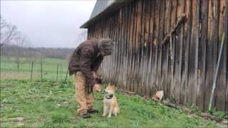 Shiba Inu bratty behavior makes DogTraining difficult for most owners [upl. by Alyahsat323]