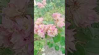 gardenplants virty colour flowers nature [upl. by Roz]