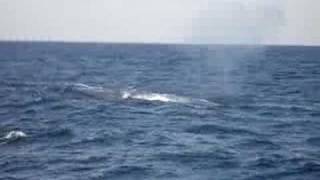 Blue Whale Surfaces Close to Boat for Breath Then Dives [upl. by Adnahcir391]