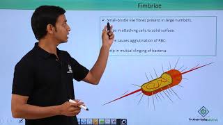 Class 11th – Kingdom Monera  Pili amp Fimbriae  Biological Classification  Tutorials Point [upl. by Yhtur]