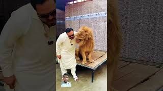 tiger lion animals zoo wildlife youtube miansaqib [upl. by Cirilla]