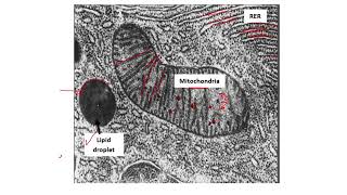 PRACTICAL HISTOLOGY 3 Cell membrane amp Organelles part 2 [upl. by Ajnotal]