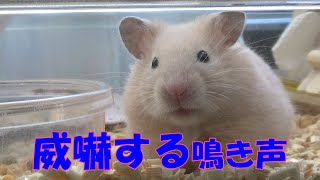 ハムスターの威嚇する鳴き声 Hamsters intimidating voice [upl. by Aidua]