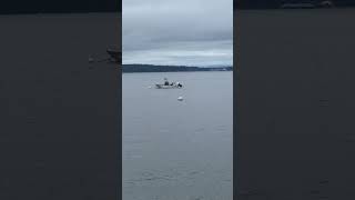 View of Fauntleroy Ferry Terminal from SW Brace Point Dr  Public Shore View Seattle [upl. by Ssilb]