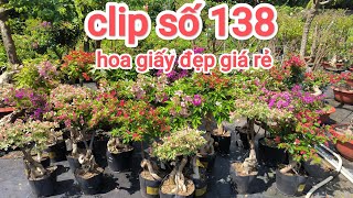 clip số 138 ngày 9102024 nhiều hoa giấy đẹp giá rẻ ☎️0798716145 gặp Vĩnh [upl. by Oigroeg852]