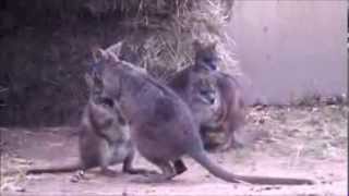 Zoo Stuttgart  Wilhelma Parmawallabys [upl. by Paff385]