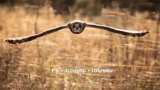 Nikon D500  Sigma 150600mm Contemporary  Owl Photography Examples [upl. by Ycrep]